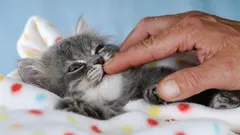 Vilken katt passar perfekt för familjen? Här är de fyra bästa raserna