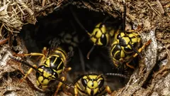 Så blir du enkelt av med ett jordgetingbo – en expert delar med sig av sin hemlighet