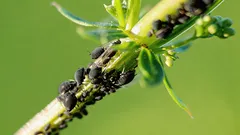 Bladlöss på växter försvinner utan kemikalier och utan kostnad: kom ihåg det här enkla knepet