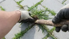 Så blir du av med ogräs mellan plattorna för gott: Den snabba lösningen finns i köket