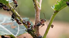 Myror och bladlöss försvinner spårlöst: ett enkelt knep skrämmer bort dem bättre än kemikalier