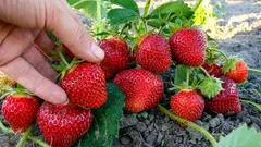 Jordgubbsskörden kan fördubblas: planteringsschemat som många ignorerar